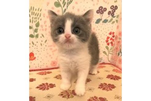 成約済の大阪府のブリティッシュショートヘア-5701の2枚目